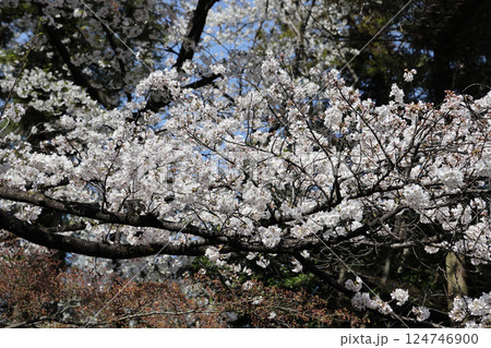 満開の桜 満開の桜 124746900