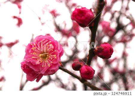 赤い梅の花とつぼみ 124746911