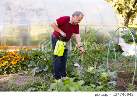 Elderly gardener spraying plants with chemicals in backyard garden Elderly gardener spraying plants with chemicals in backyard garden 124746942