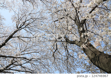 満開の桜 満開の桜 124746967