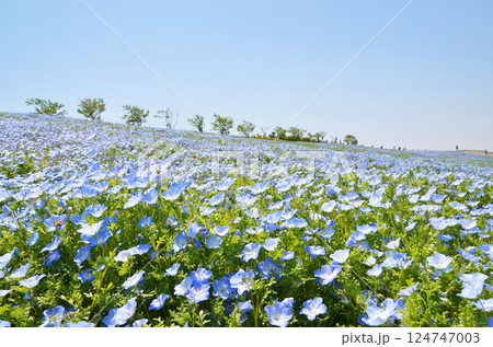 ネモフィラが咲き誇る春の海辺の風景（大阪・舞洲） 124747003