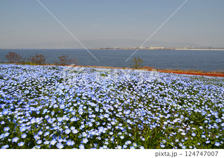 ネモフィラが咲き誇る春の海辺の風景（大阪・舞洲） 124747007