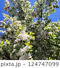 Abundant blossoming of apple trees in the park. Spring trees. 124747099
