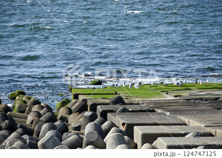 堤防から見た海とカモメ 堤防から見た海とカモメ 124747125