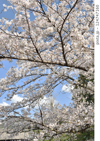 大本山随心院 ソメイヨシノと薬医門(京都市山科区) 大本山随心院 ソメイヨシノと薬医門(京都市山科区) 124747160