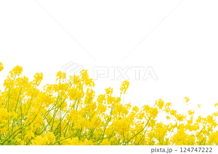 菜の花・春の訪れ イメージ 菜の花・春の訪れ イメージ 124747222