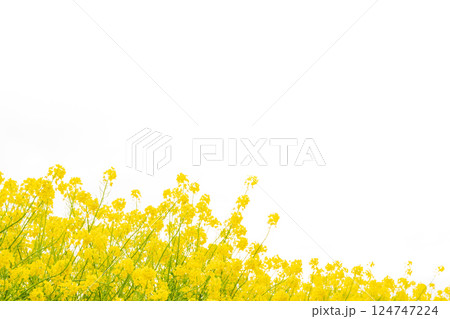 菜の花・春の訪れ イメージ 124747224