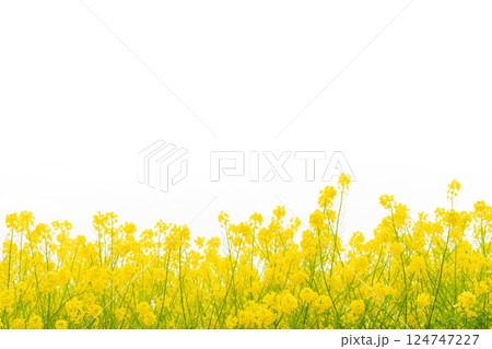 菜の花・春の訪れ イメージ 124747227