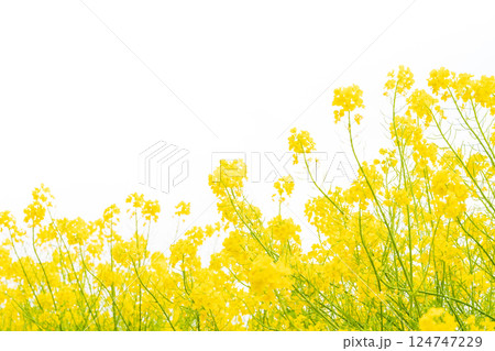 菜の花・春の訪れ イメージ 124747229
