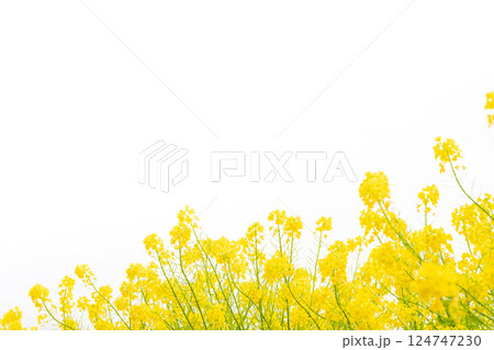菜の花・春の訪れ イメージ 124747230