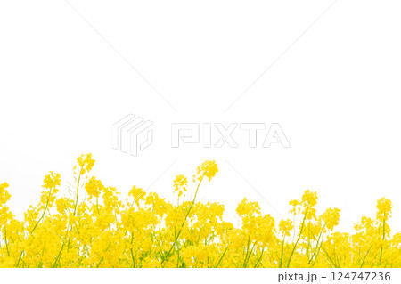 菜の花・春の訪れ イメージ 124747236