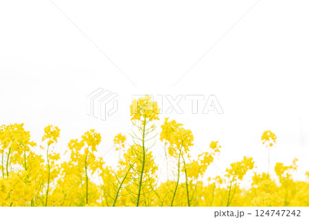 菜の花・春の訪れ イメージ 124747242
