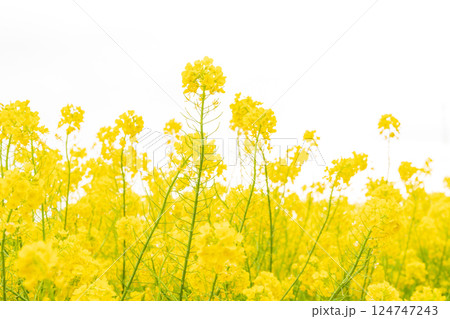 菜の花・春の訪れ イメージ 124747243