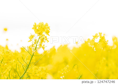 菜の花・春の訪れ イメージ 菜の花・春の訪れ イメージ 124747246