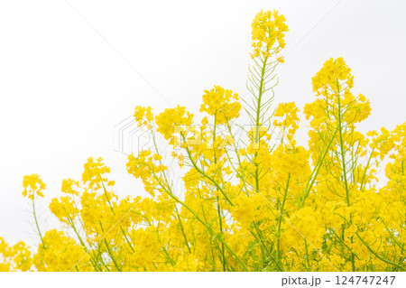 菜の花・春の訪れ イメージ 124747247