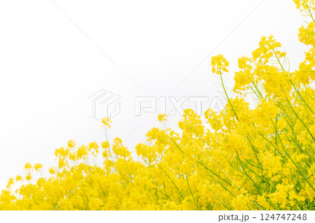 菜の花・春の訪れ イメージ 124747248