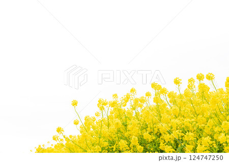 菜の花・春の訪れ イメージ 124747250