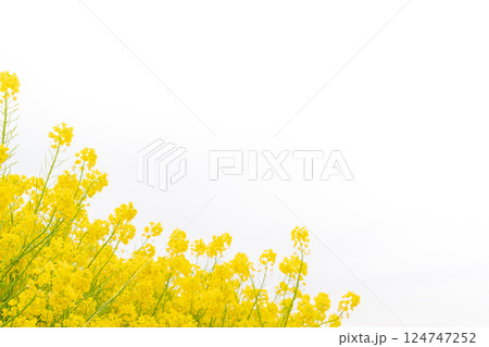 菜の花・春の訪れ イメージ 124747252