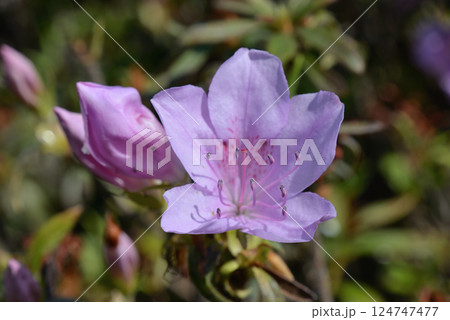 キシツツジ 124747477