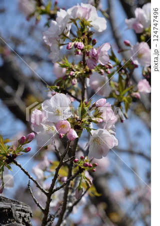サクラ（桐ヶ谷） 124747496