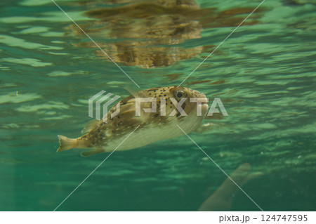 水槽の中を気持ちよさそうに泳ぐハリセンボン 124747595