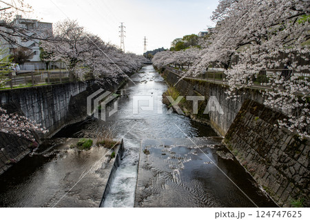 川に映る桜 124747625