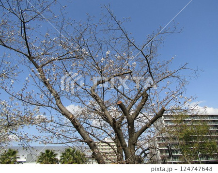 こじま花の会花畑桜並木の咲き始めたサクラ 124747648