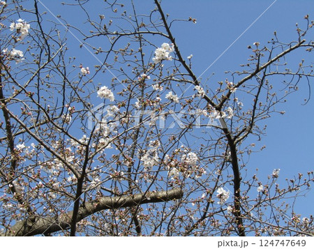 こじま花の会花畑桜並木の咲き始めたサクラ 124747649