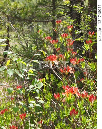 レンゲツツジ 124748033