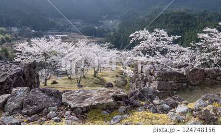 春の赤木城跡 124748156