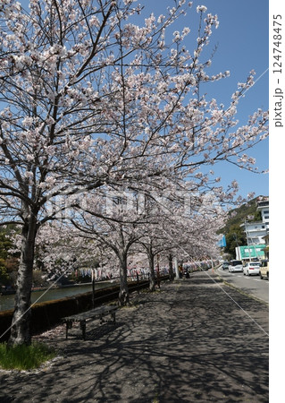 桜 124748475