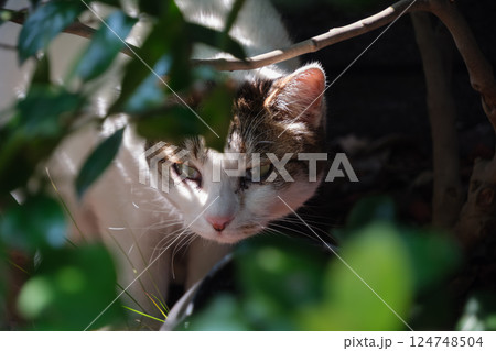 茂みの間から顔を覗かせるキジトラ柄とぶち猫柄の野良猫 茂みの間から顔を覗かせるキジトラ柄とぶち猫柄の野良猫 124748504