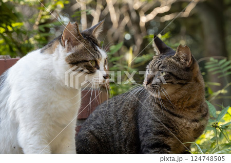 自然公園で見つめ合うキジトラ猫とぶち猫柄の野良猫 124748505