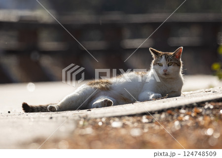 湖の側の路上で寝転ぶ逆光のキジトラ柄とぶち猫柄の野良猫 湖の側の路上で寝転ぶ逆光のキジトラ柄とぶち猫柄の野良猫 124748509