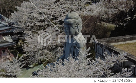満開の桜と大仏様 124748586