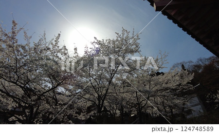 光の中の桜 124748589
