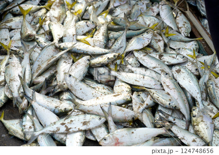Freshly caught fish at Puri Sea beach fish market Freshly caught fish at Puri Sea beach fish market 124748656
