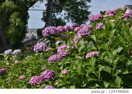 藤森神社　第一紫陽花苑　紫のアジサイ(京都市伏見区) 124748660