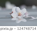 白い桜 124748714