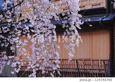 古い建物の壁としだれ桜 124748760