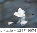 桜の花びら 124749074