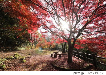 紅葉の下を歩く 124749157