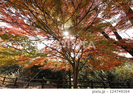 紅葉したもみじ 124749164