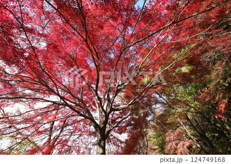 真っ赤な紅葉 124749168