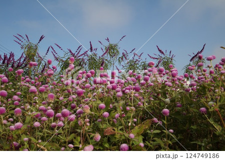 青空に映える紫の花 124749186