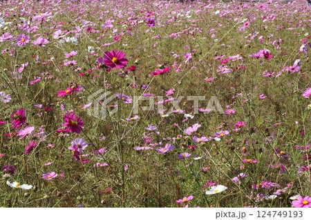 コスモス畑に咲くピンク色のコスモス 124749193