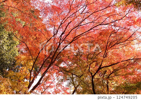 秋の色に染まる紅葉 秋の色に染まる紅葉 124749205