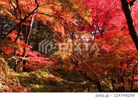 黄色と赤に染まった紅葉 124749209