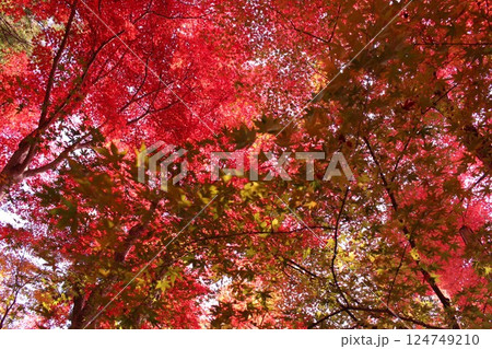 赤い紅葉 124749210