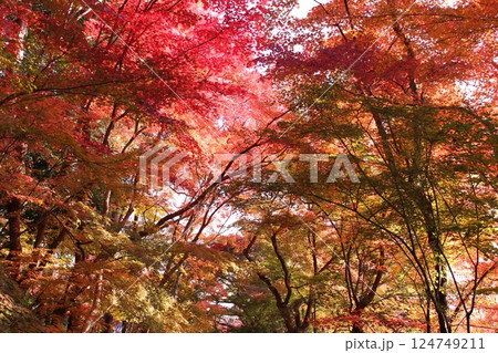 赤に紅葉したモミジ 124749211